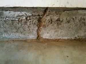 subterranean-termite-tube-smaller