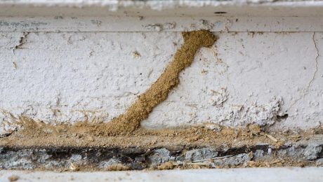 Termites Are The Worst, What To Do? | Home Construction | Stanley Homes 2